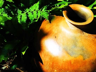 Amphora in Fern's Company